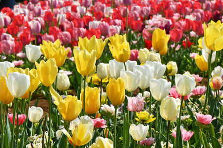 The tulip flowers in the flower garden are in full bloom. Seasonal background material.の写真素材