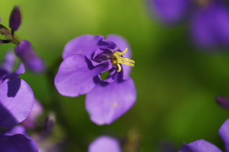 Chinese violet cress flowers. Brassicaceae annual plants. Blooms from March to May.の写真素材