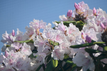 Rhododendron flowers. Ericaceae evergreen shrub. Flowering season is from April to June. It is also a poisonous plant containing rhodotoxin.の写真素材
