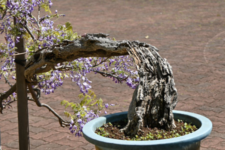 Bonsai-style japanese wisteria flowers. Fabaceae deciduous tree.の写真素材