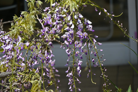 Bonsai-style japanese wisteria flowers. Fabaceae deciduous tree.の写真素材