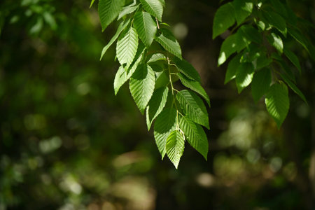 Chonowski's hornbeam ( Carpinus tschonoskii ) Fresh green. Betulaceae deciduous tree. Native to...