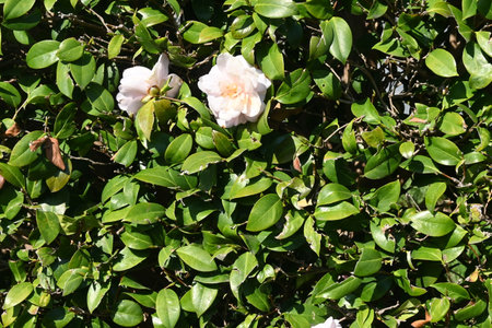 The Camellia sasanqua hedges.  It blooms from late autumn to winter when it doesn't like flowers, and is often used as a hedge because it is resistant to pruning.の写真素材