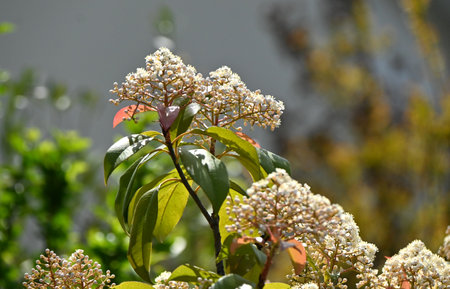 Red Robin ( Japanese photinia ) flowers. Rosaceae evergreen tree. Many small white flowers bloom from spring to early summer.の写真素材