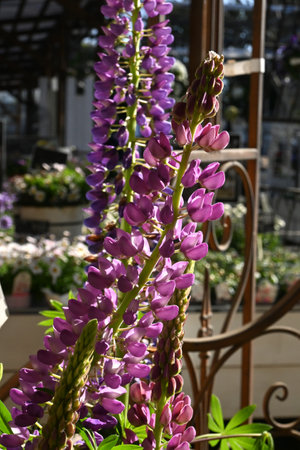 Lupin ( Lupinus ) flowers. Fabaceae plants. Blooms from April to June.の写真素材