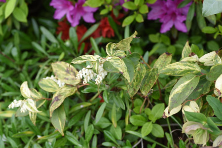 Dog hobble ( Leucothoe catesbaei ) flowers. Ericaceae evergreen shrub, native to North America. White pot-shaped flowers bloom on drooping branches from April to May.の写真素材