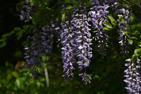 Japanese wisteria ( Wisteria brachybotrys ) flowers. Fabaceae deciduous vine shrub grows around other trees and blooms pale purple flowers from April to May.の写真素材