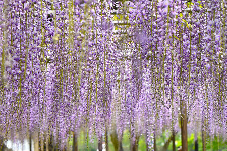 A view of the wisteria trellis. From April to May, the wisteria flowers that bloom from overhead are so fantastic that they are a symbol of early summer in Japan.の写真素材