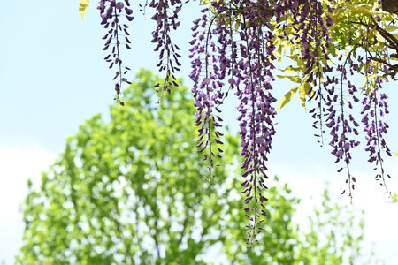 A view of the wisteria trellis. From April to May, the wisteria flowers that bloom from overhead are so fantastic that they are a symbol of early summer in Japan.の写真素材