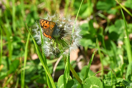 Dandelion flowers and fluff. Asteeaceae perennial plants. The spherical fluff after flowering is...