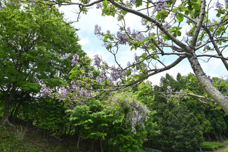 Paulownia tree ( Paulownia tomentosa ) flowers. Paulowniaceae deciduous tree native to China. Light purple, bell-shaped flowers bloom from April to May.の写真素材
