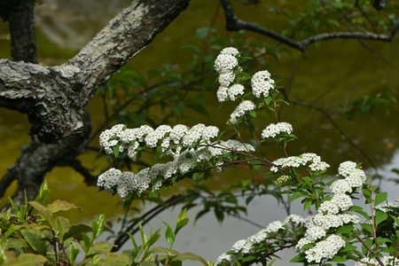 Reeves spirea ( Spiraea cantoniensis ) flowers. Rosaceae deciduous shrub native to China. Blooms...