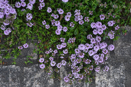 Thyme flowers. Lamiaceae evergreen shrub. It is an herb with a fresh scent and is used as a ground cover for flower beds and as a flavoring agent for cooking.の写真素材