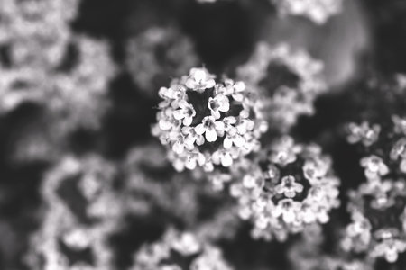 Thyme flowers. Lamiaceae evergreen shrub. It is an herb with a fresh scent and is used as a ground cover for flower beds and as a flavoring agent for cooking.の写真素材