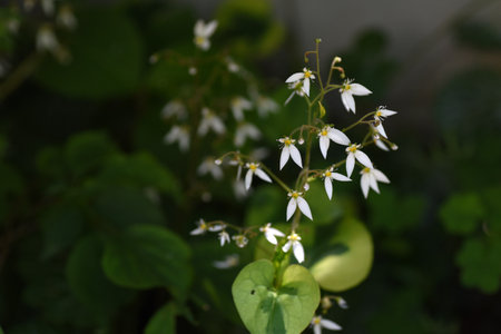Strawberry saxifrage flowers. It is a Saxifragaceae and blooms white flowers with five petals, the lower two of which are large, in early summer.の写真素材