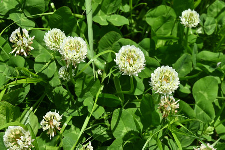 White clover ( Trifolium repens ) flowers. Fabaceae perennial plants. Butterfly-shaped flowers bloom...
