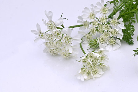 White lace flower (Orlaya grandiflora ) flowers. Apiaceae evergreen perennial plant. Numerous white flowers appear on the umbel from April to July.の写真素材