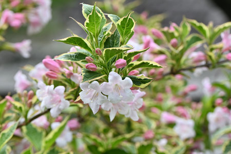 Variegated Weigela florida flowers. Caprifoliaceae deciduous shrub. Blooms from April to May.の写真素材