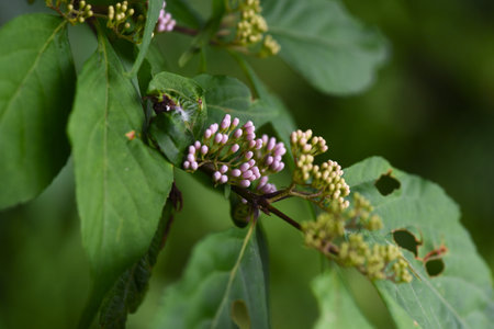 Japanese beautyberry (Callicarpa japonica) flowers. Lamiaceae deciduous shrub. Pale purple flowers...