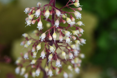 Coral bells ( Heuchera sanguinea ) flowers. Saxifragaceae evergreen perennial plants. Many pot-shaped flowers on long stalks from May to July.の写真素材