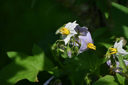 Solanum carolinense flowers.Solanaceae perennial plants. A poisonous plant with sharp spines on its...