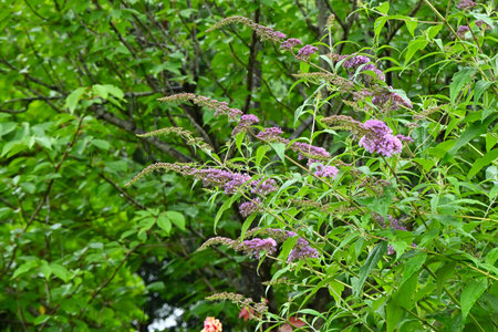 Buddeleja davidii ( Butterfly bush ) flowers. Conical spikes bloom from early summer to autumn. It...