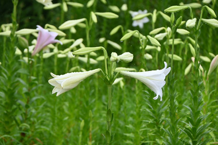 The lily flowers. Seasonal background material. Flowering season is from May to August.の写真素材