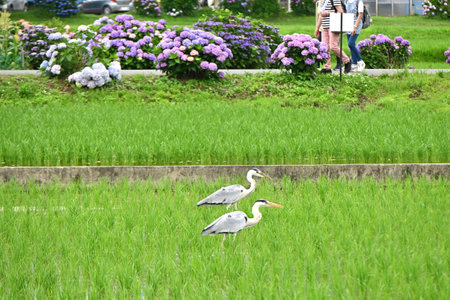 Two gray herons looking for food in a rice field that has finished planting. Hydrangea flowers are in full bloom around the rice fields.の写真素材