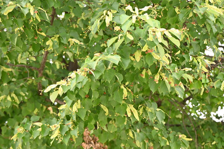 Japanese linden ( Tilia japonica ) leaves and berries. Malvaceae deciduous tree endemic to Japan....