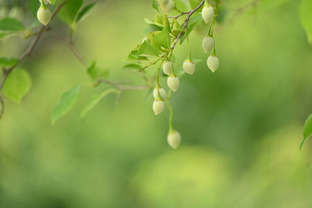 Japanese snowbell ( Styrax japonica ) fruits. Styracaceae deciduous tree. It bears green, egg-shaped...