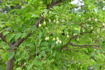 Japanese snowbell ( Styrax japonica ) fruits. Styracaceae deciduous tree. It bears green, egg-shaped fruit in summer, the pericarp of which contains toxic egosaponin.の写真素材