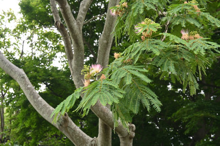Silk tree flowers. Fabaceae deciduous tree. Light pink flowers bloom in the summer, and the leaves close at night to induce sleep.の写真素材