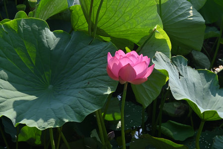 Lotus flowers in full bloom in Japanese lotus garden. Seasonal background material.の写真素材