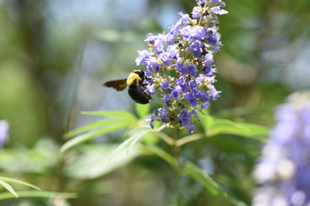 Chaste tree ( Vitex agnus-castus ) flowers. Lamiaceae deciduous shrub. Pale purple lip-shaped...