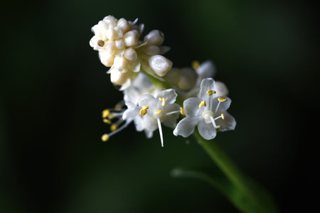Pollia japonica flowers. Commelinaceae perennial plants. White flowers bloom in the summer, and...