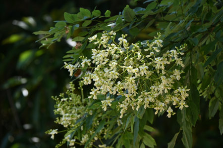 Japanese pagoda tree ( Sophola japonica ) leaves and flowers. Fabaceae deciduous tree native to China. White butterfly-shaped flowers bloom from July to August.の写真素材