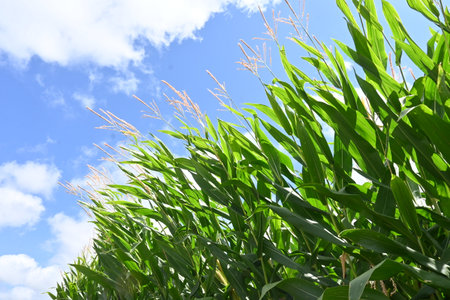 Corn ( Maize ) field. Corn is an annual Poaceae crop that can be sown in the spring and harvested...