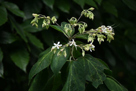 Harlequin glory bower flowers. Lamiaceae deciduous shrub. Fragrant white flowers bloom in summer and...