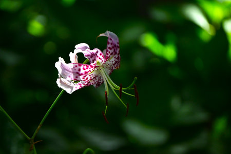 Lilium speciosum var. clivorum flowers. Beautiful pink flowers with spotted petals bloom from July to August.の写真素材