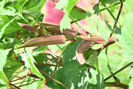 Red-skinned Okra cultivation. Malvaceae vegetable.