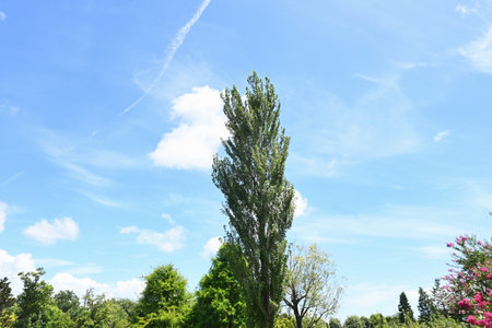 Poplar tree. Salicaceae Dioecious deciduous tree. The autumn leaves and tree shape are beautiful, so it is used for rows of trees and roadside trees.の写真素材