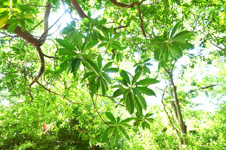 Elaeocarpus sylvestris leaves. Elaeocarpaceae evergreen tree native to Japan. Flowering period is...