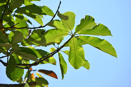 Japanese big leaf magnolia ( Magnolia obovata ). Magnoliaceae deciduous tree. The leaves are large,...