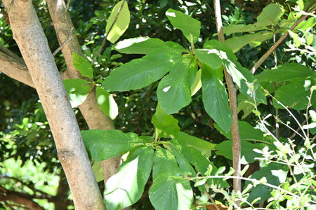 Japanese big leaf magnolia ( Magnolia obovata ). Magnoliaceae deciduous tree. The leaves are large,...