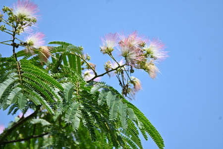 Silk tree ( Albizia julibrissin ) flowers. Pink flowers bloom from June to July. At night, the...