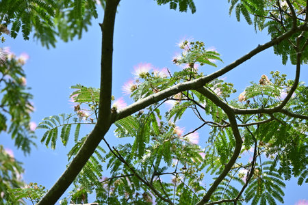 Silk tree ( Albizia julibrissin ) flowers. Pink flowers bloom from June to July. At night, the...
