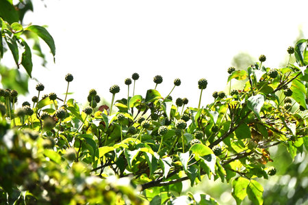 Kousa dogwood ( Cornus kousa ) unripe berries. Cornaceae deciduous tree. Blooms in early summer and...
