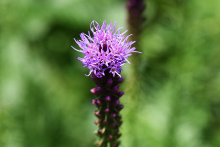 Blazing star ( Liatris spicata ) flowers. Asteraceae perennial plants. From July to September, many purple or white florets bloom on spikes at the tip of the stem.の写真素材