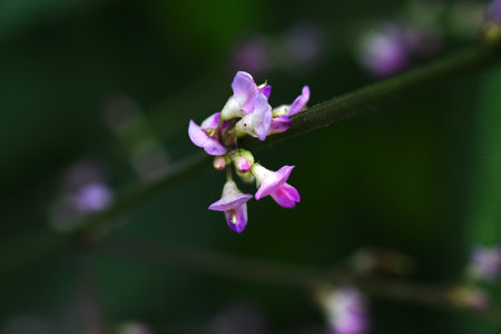Desmodium podocarpum (Beggar lice) flowers. Fabaceae perennial plants. Pink flowers on racemes from...