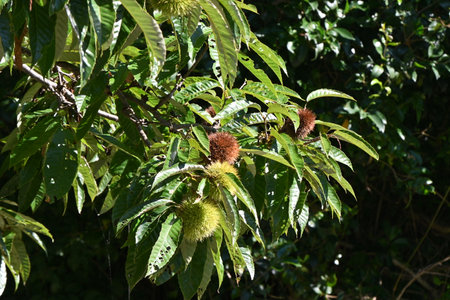 Japanese chestnut. Fagaceae deciduous fruit tree. Fruits contain a lot of starch, vitamin C,...